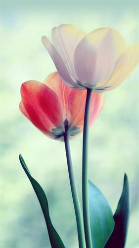 sahand_&nbsp;hazardastan